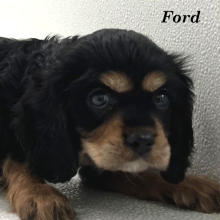 puppy, for, sale, Cockilier, Joe & Cherri  Overlease, dog, breeder, Miller, MO, dog-breeder, puppy-for-sale, forsale, nearby, find, puppyfind, locator, puppylocator, aca